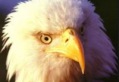 AUTUMN - WINTER (November - February) Brackendale Bald Eagle Viewing - CLICK HERE