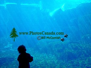 Vancouver Aquarium - child captivated with Beluga Whale